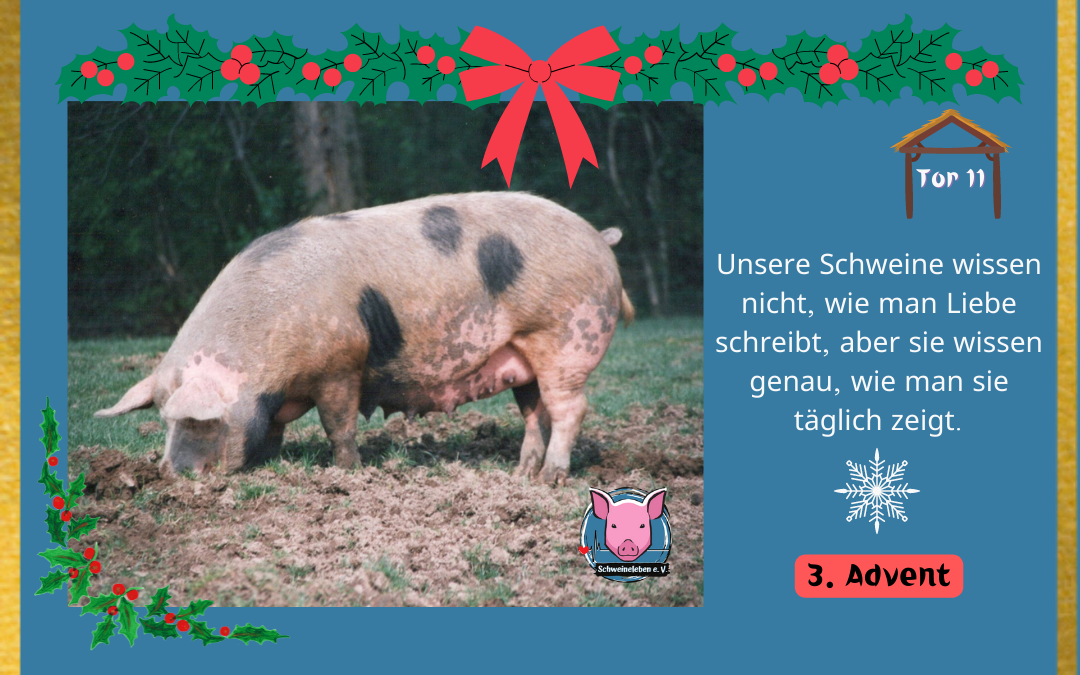 Schweineleben Adventskalender Tor 11