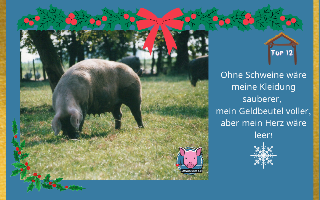 Schweineleben Adventskalender Tor 12