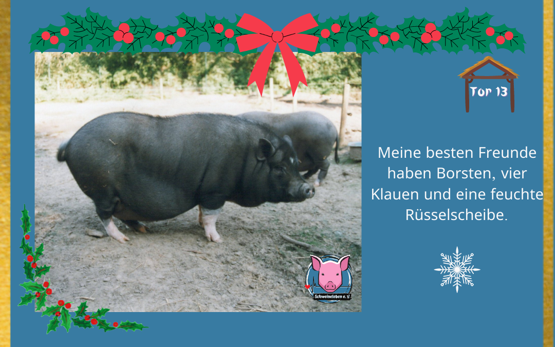 Schweineleben Adventskalender Tor 13