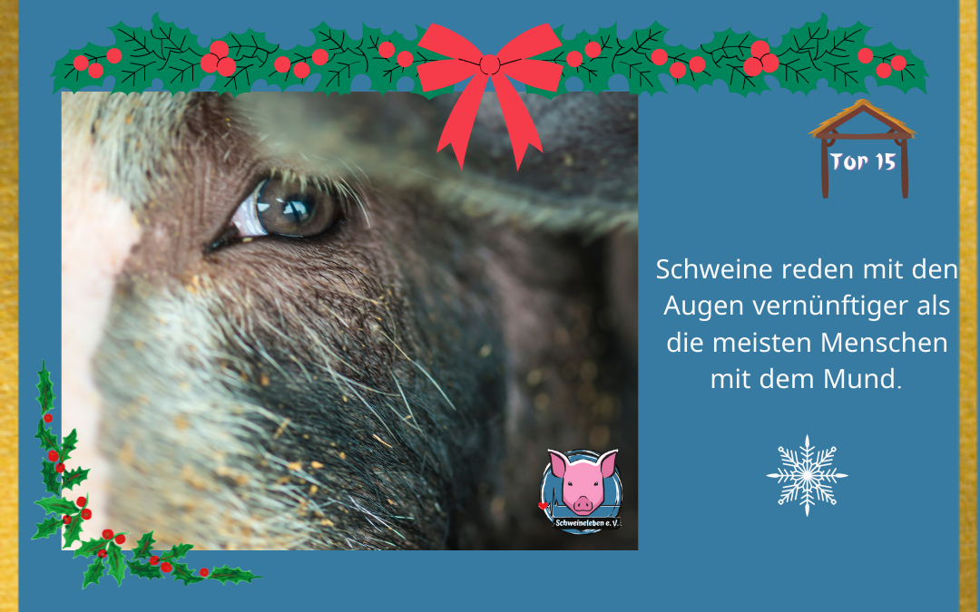 Schweineleben Adventskalender Tor 15