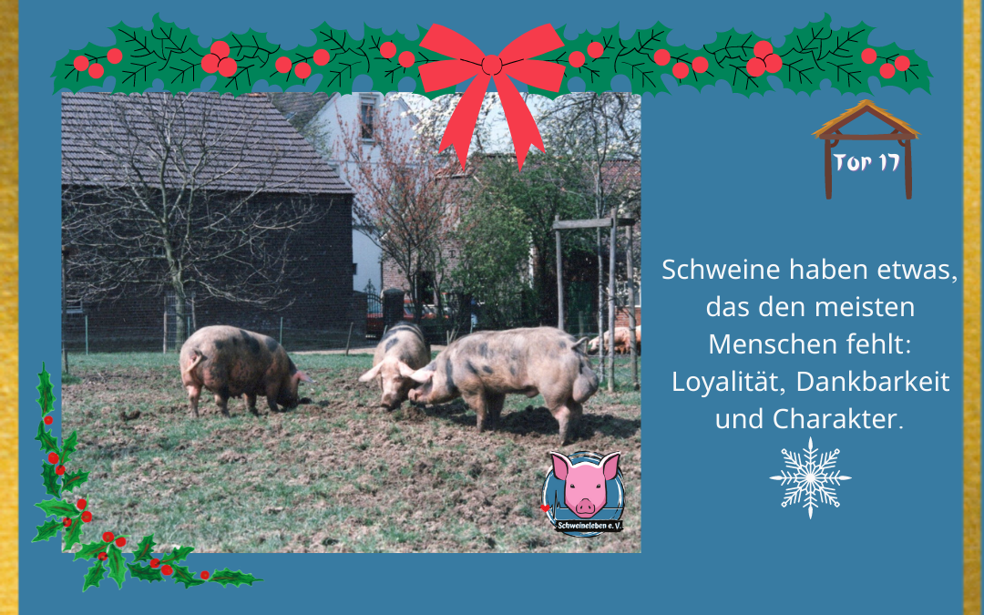 Schweineleben Adventskalender Tor 17