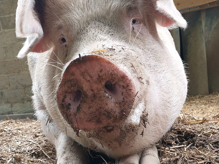 Unser Schwein Gandhi ist kein Rassist