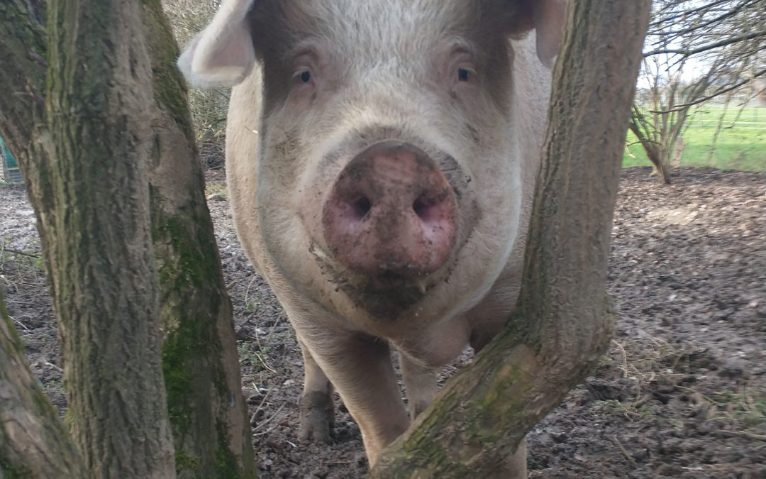 Schwein Loki lächelt