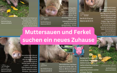 Vermittlungshilfe – Muttersauen und 2 Ferkel suchen ein neues Zuhause – Standort Bayern (PLZ 91189)