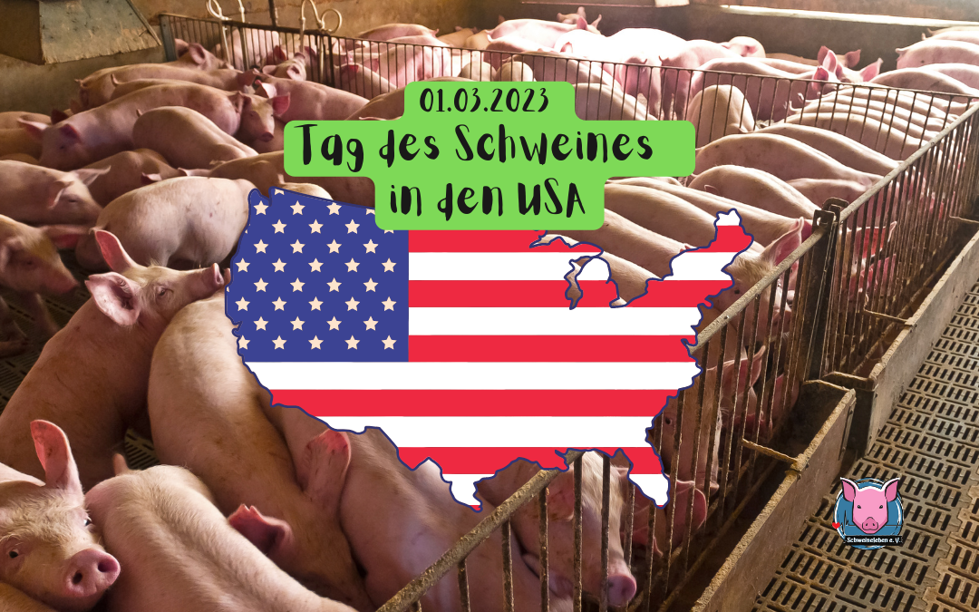 Tag des Schweines in den USA 2023