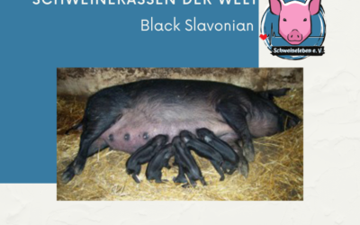 Schweinerassen der Welt – Black Slawonian / Kroatien