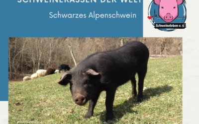 Schweinerassen – Schwarzes Alpenschwein