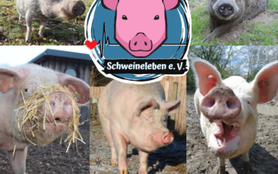 Körperliche und geistige Unversehrtheit (der Schweine)