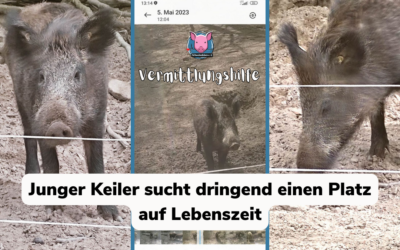 Vermittlungshilfe – Notfall Wildschwein Frodo / Saar-Lor-Lux / Rheinlandpfalz