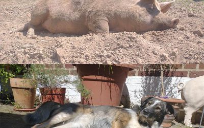 Schwein und Hund – zwei Sonnenanbeterinnen