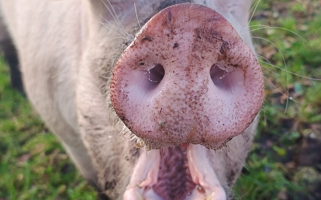 Schweinedame Freya öffnet ihren Mund für einen Keks