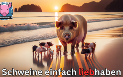 Schweine am Strand