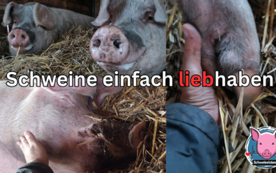 Das (Schweine-) Kind im Mann