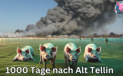 1000 Tage nach Alt Tellin