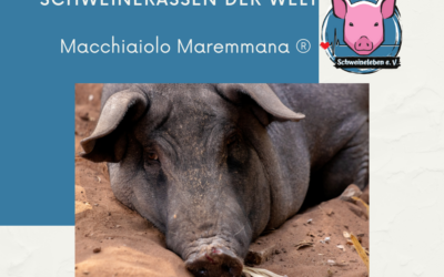 Schweinerassen der Welt – Macchiaiolo Maremmana® aus Italien