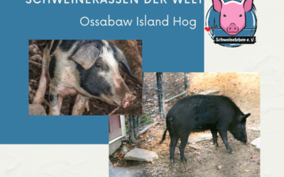 Schweinerassen der Welt – Ossabaw Island Hog / USA