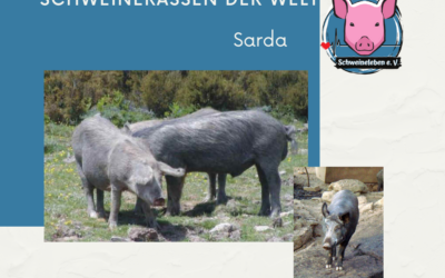 Schweinerassen der Welt – Sarda aus Italien