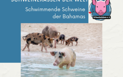 Schweinerassen der Welt – Schwimmende Schweine der Bahamas / USA