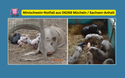 Vermittlungshilfe! Minischweine aus 06268 Mücheln / Sachsen-Anhalt suchen dringend ein neues Zuhause