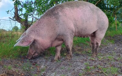 Grüner wird’s nicht – Die Krux in der Schweinehaltung