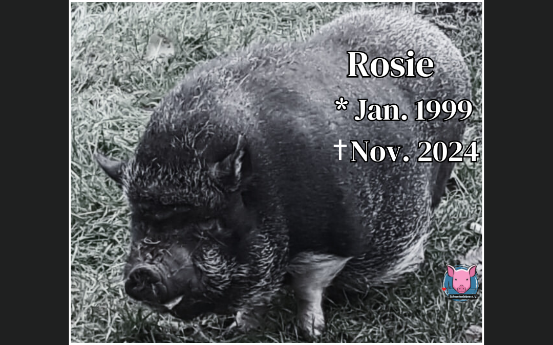 Rosie - Todestag 20.11.2024